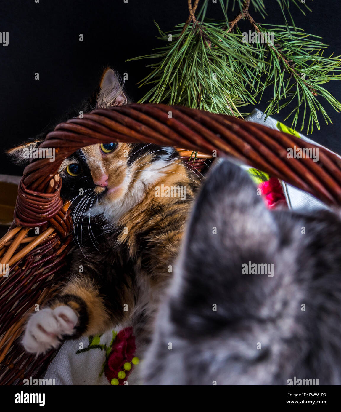 Cute siberian husky puppy  cuddling  cute kitten in the basket Stock Photo