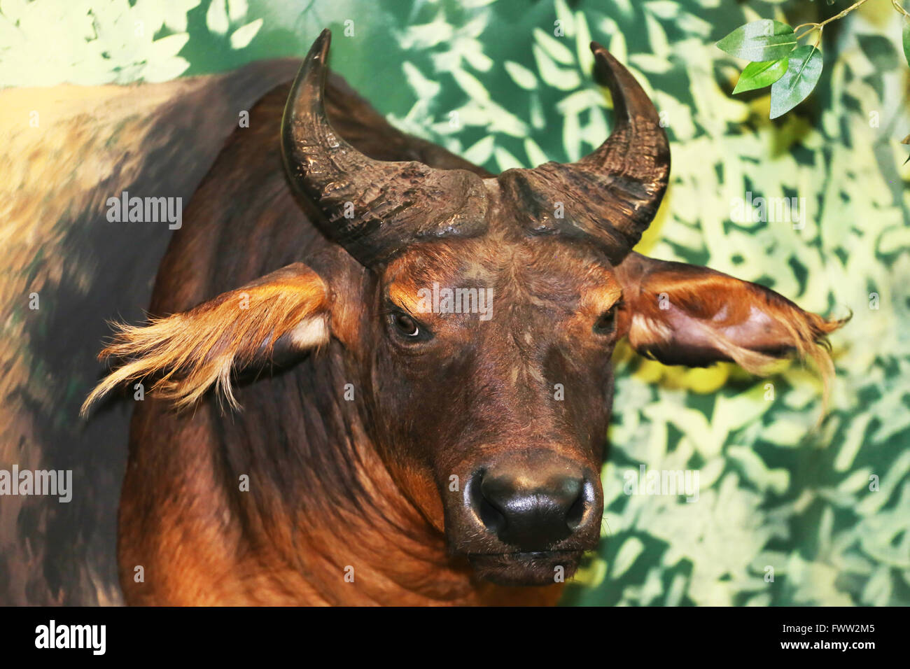 Close up cape buffalo trophy against white background Stock Photo Alamy