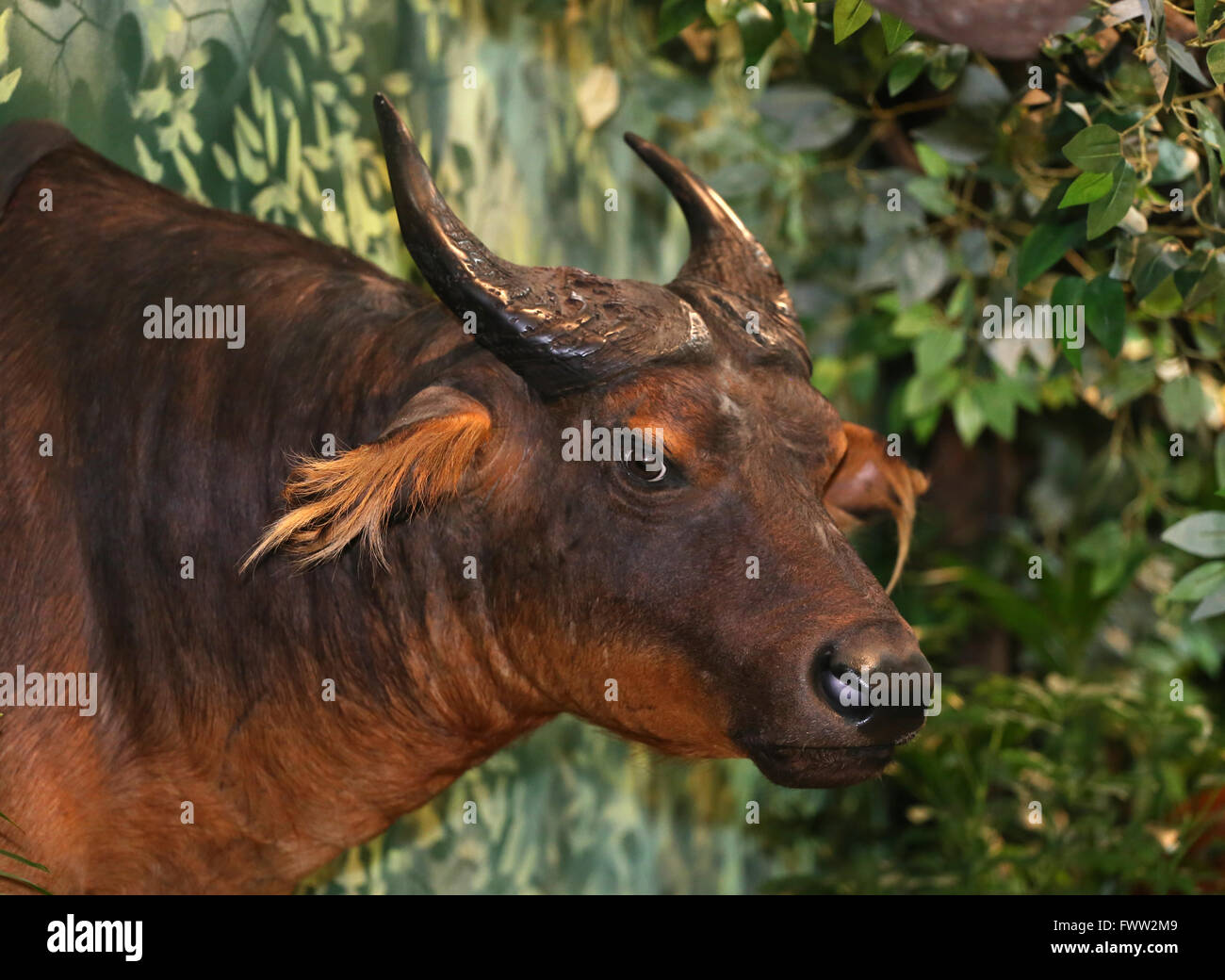 cape buffalo stuffed animal