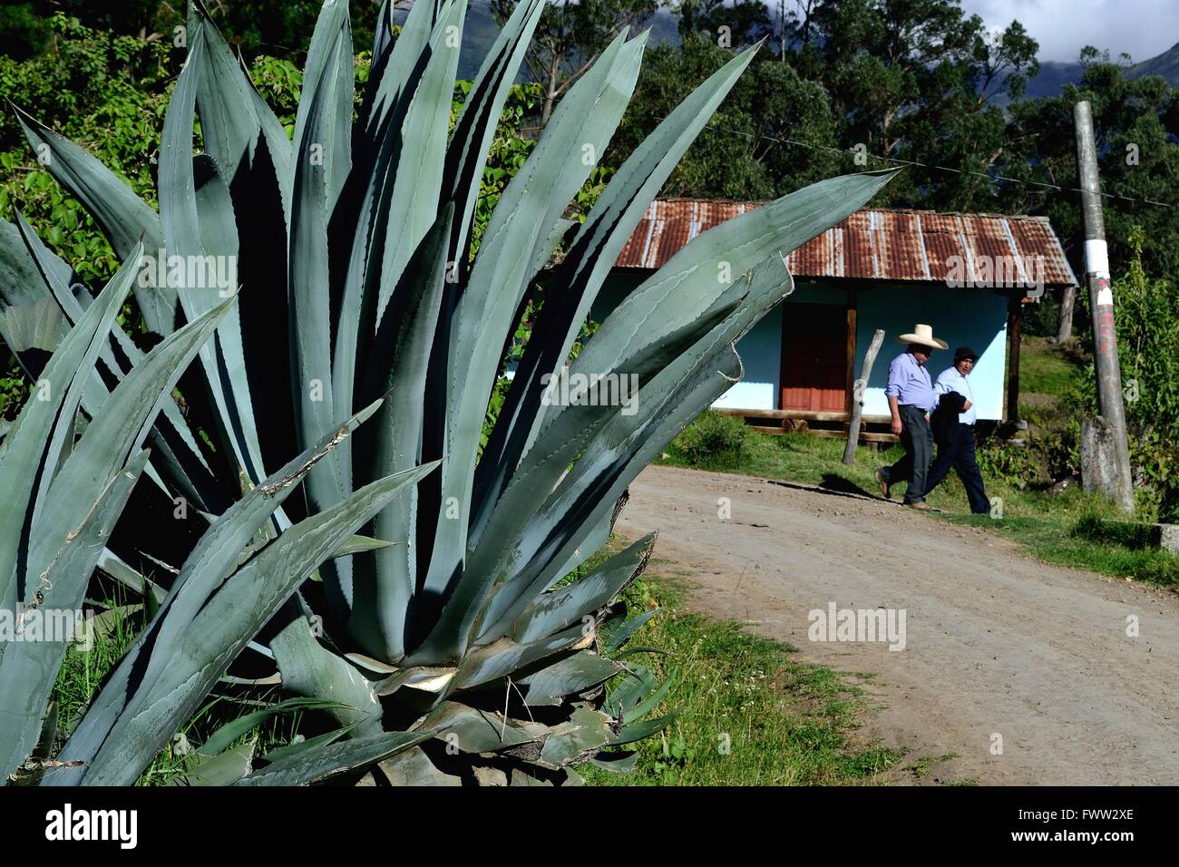 Aloe vera - Road to Sapalache " Las Huaringas " - HUANCABAMBA.. Department  of Piura .PERU Stock Photo - Alamy