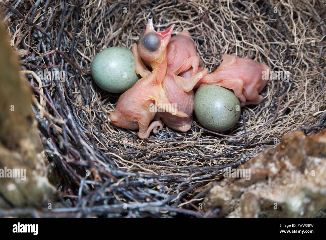 Garrulus glandarius. The nest of the Jay in nature. Moscow region, Russia Stock Photo