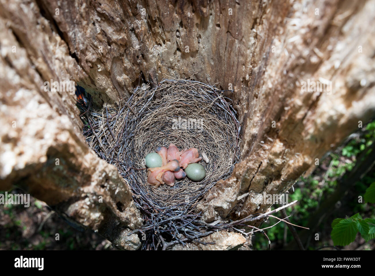 Garrulus glandarius. The nest of the Jay in nature. Moscow region, Russia Stock Photo
