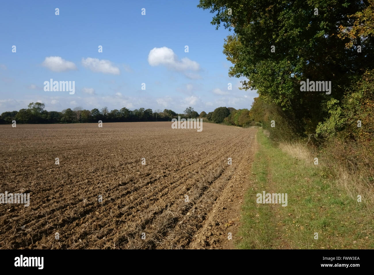 Newly drilled minimally cultivated seedbed for a cereal crop with trees changing to autumn colours, Berkshire, October Stock Photo