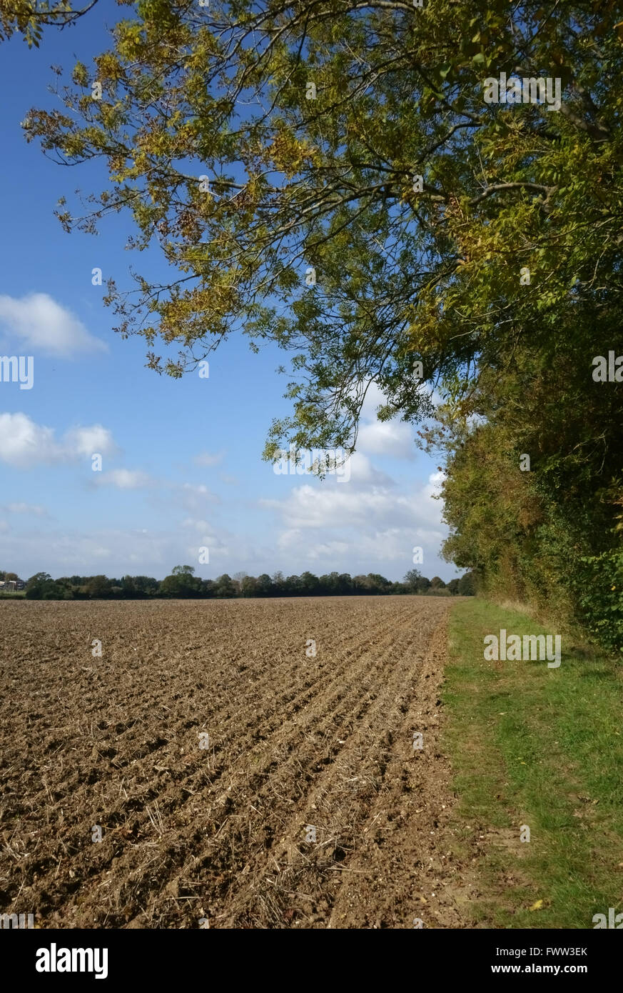 Newly drilled minimally cultivated seedbed for a cereal crop with trees changing to autumn colours, Berkshire, October Stock Photo