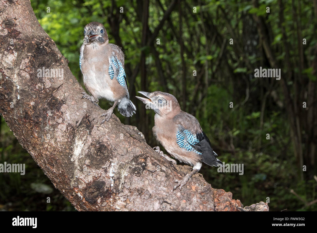 Garrulus glandarius. The  Jay in nature. Moscow region, Russia. young bird Stock Photo