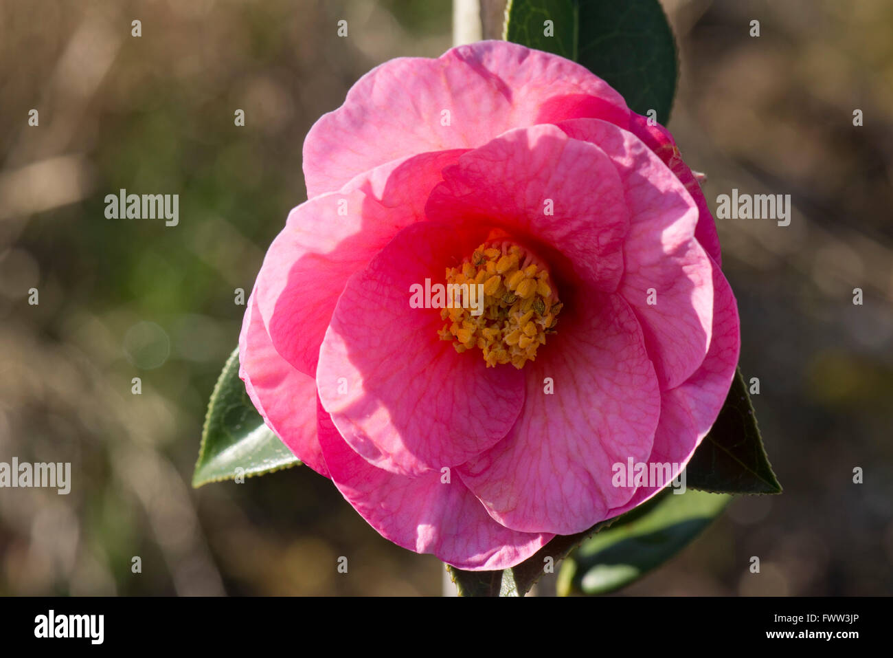A flower of Camellia williamsii 'Brigadoon' on a young shrub in late winter, Berkshire, February Stock Photo