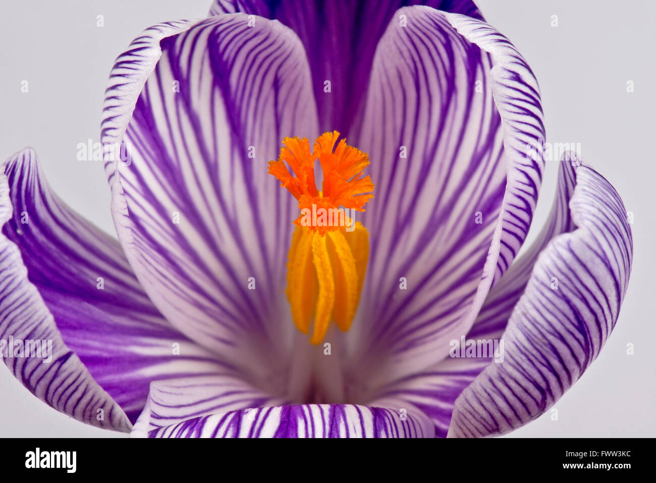 White and purple flower petals hi-res stock photography and images - Alamy