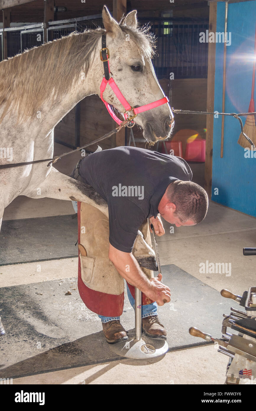 A FARRIER MAKING A CUSTOM FIT HORSESHOE, DELAWARE, USA MAY 2008. A