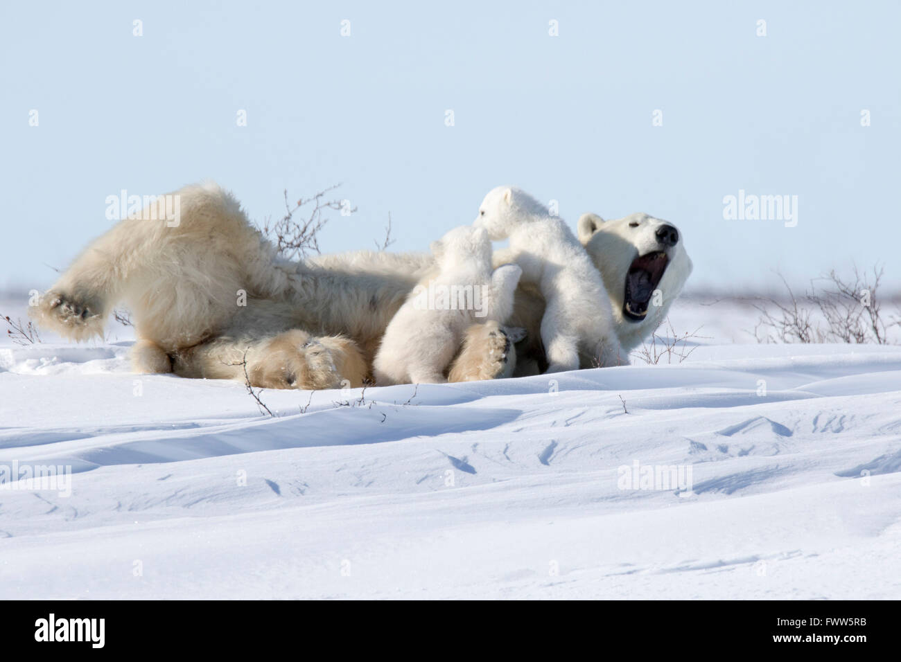 Polar bear cubs playing with mother hi-res stock photography and images ...
