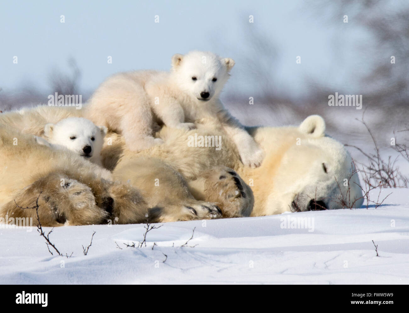 Twin polar bears playing on sleeping mother bear near Hudson Bay, Canada Stock Photo