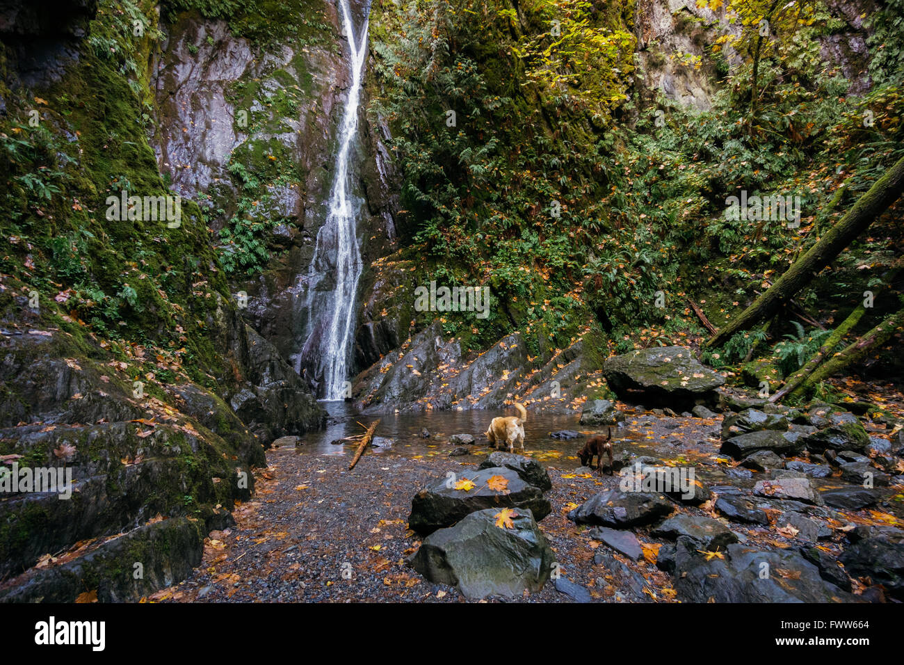 Two dogs take a drink at Niagara Falls in Goldstream Park, near Victoria, BC. Stock Photo