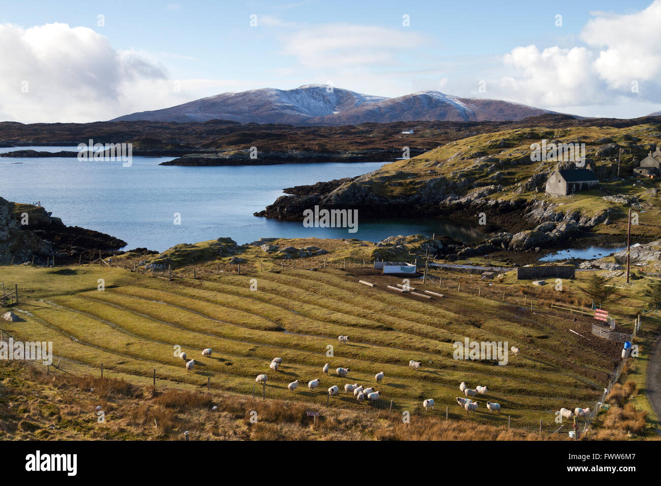Sheep farming on Harris Stock Photo