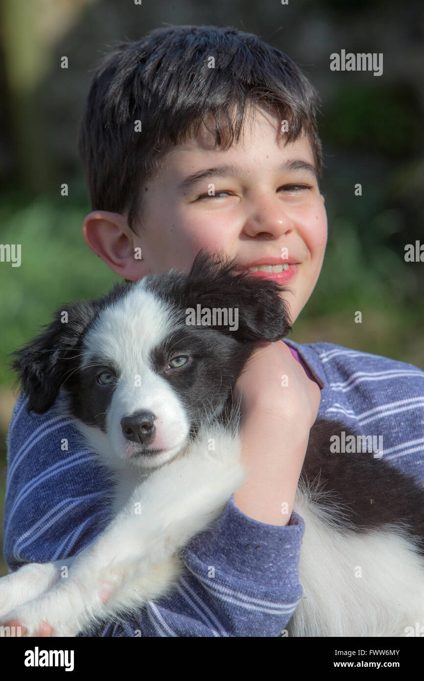 Border Collie Puppy playing Stock Photo Alamy