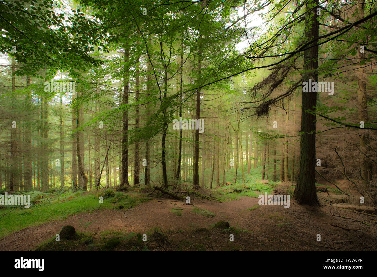Scottish forest scene with sunlight coming through trees Stock Photo