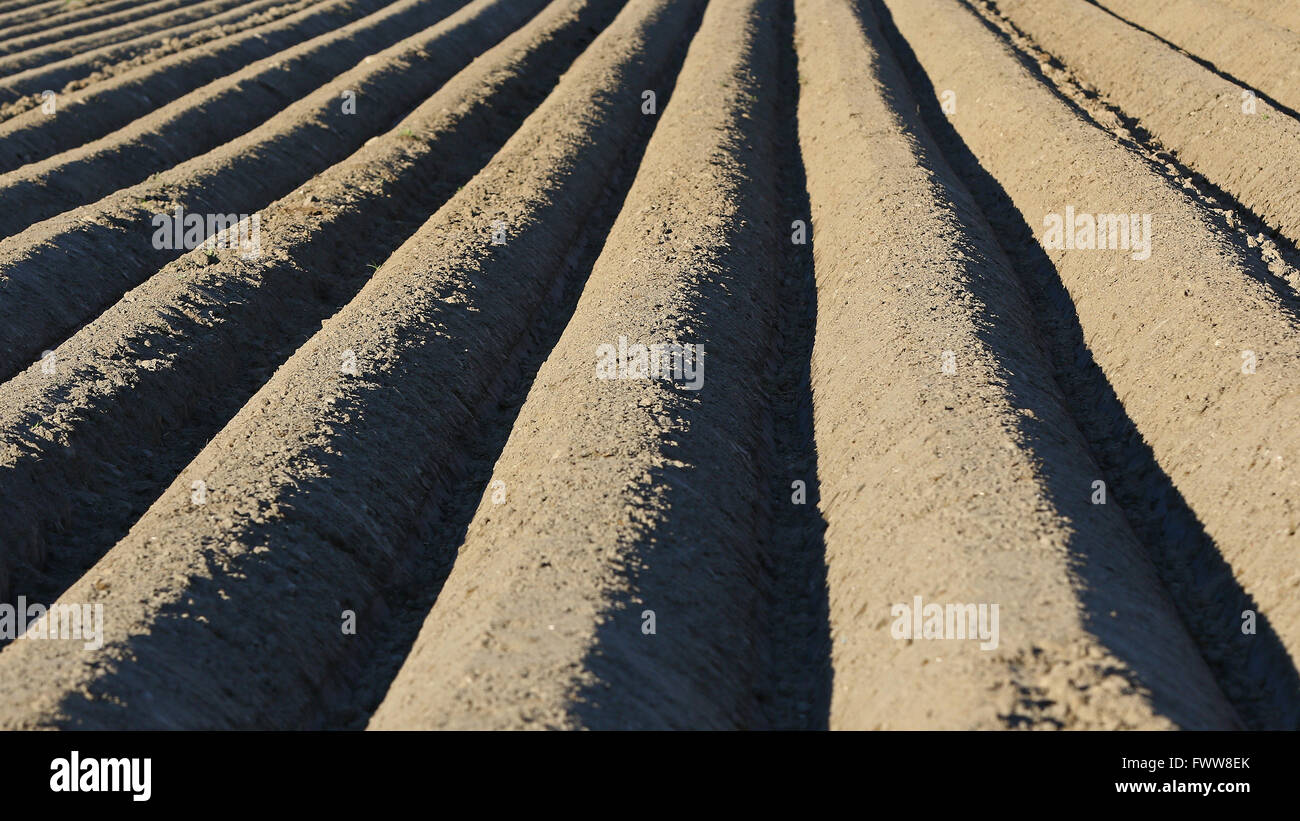 Plow lines in agricultural field Stock Photo Alamy