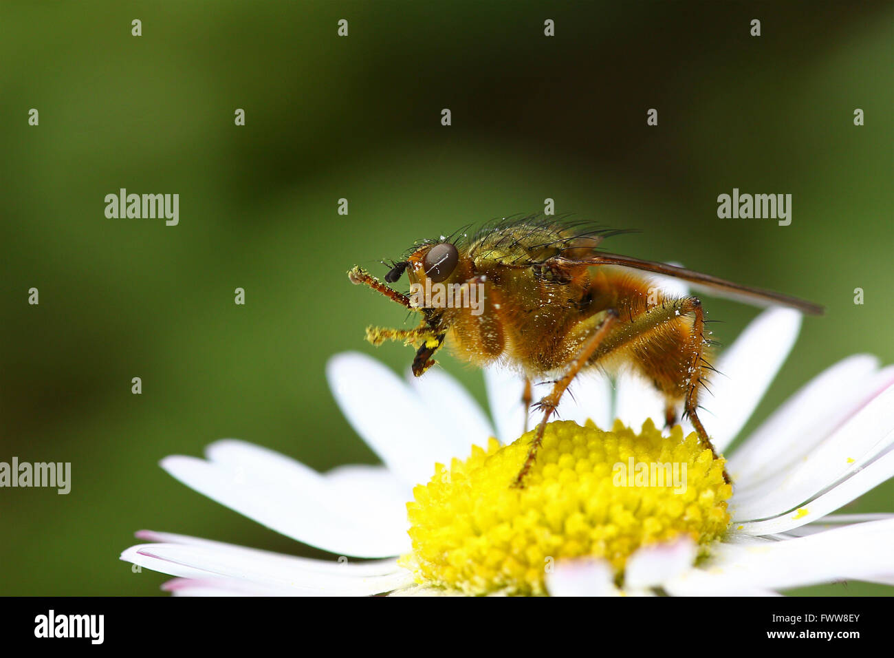 Fly on a daisy against a blurred green background Stock Photo