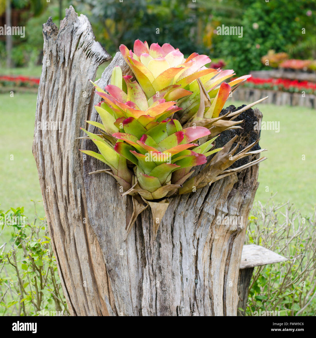 bromeliad growing on stump Stock Photo