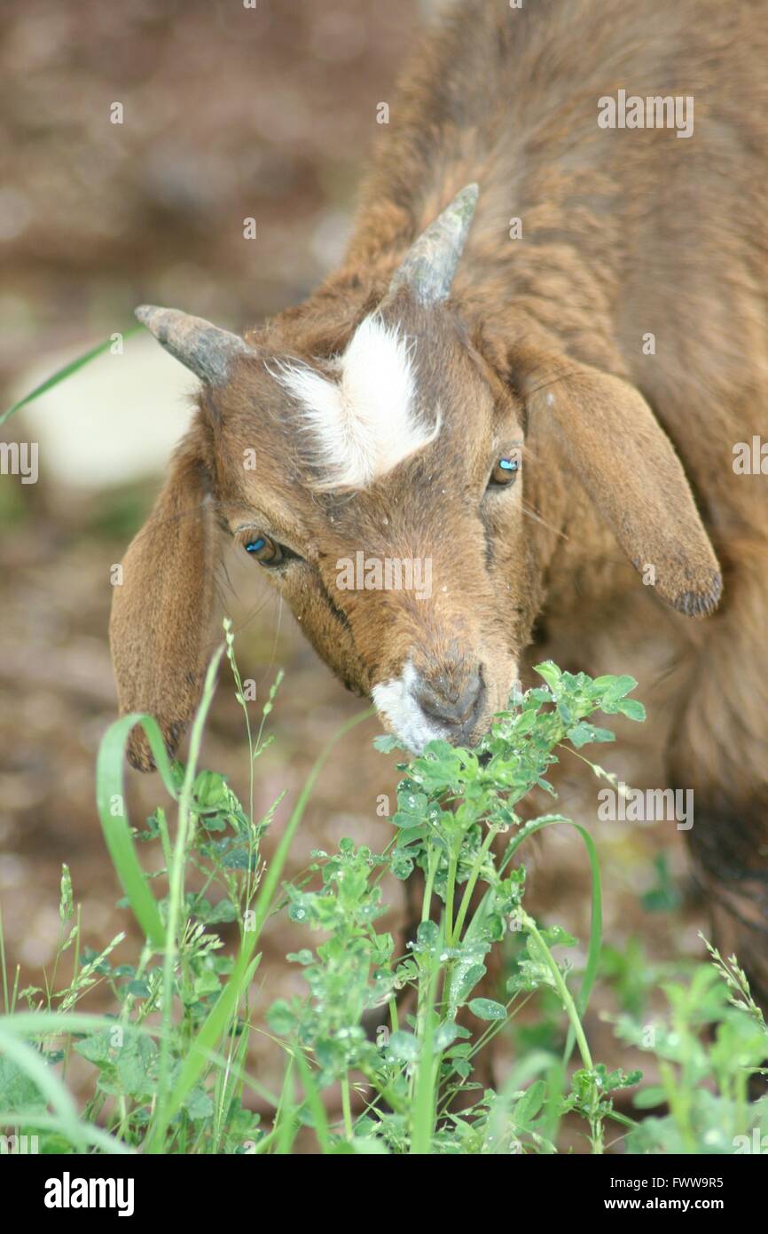 Little brown goat stealing breakfast Stock Photo
