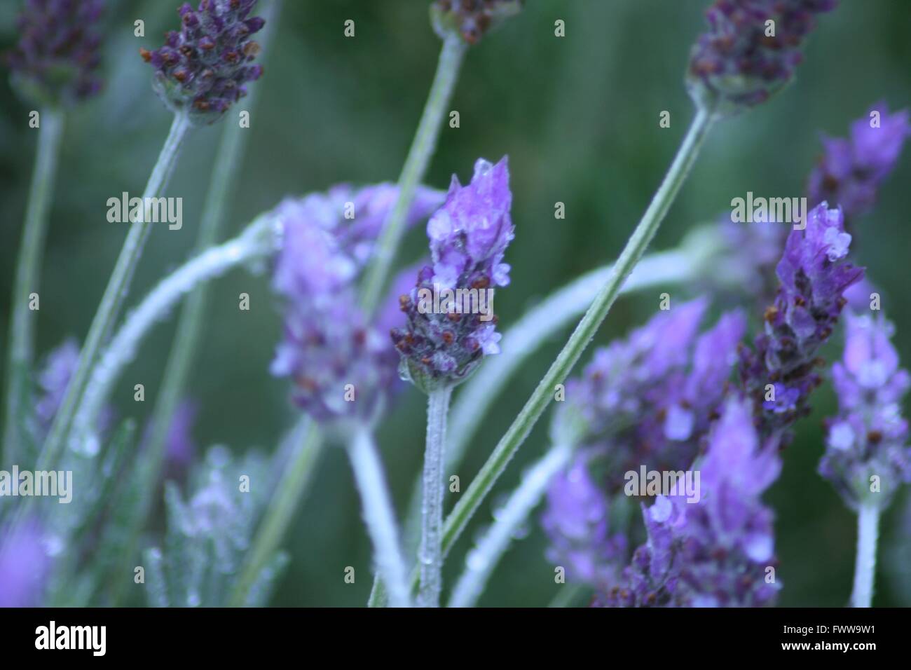 Cool Lavender on a wet spring morning Stock Photo