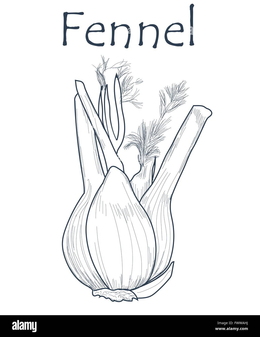 Hand drawn fennel over white background Stock Vector Image & Art Alamy