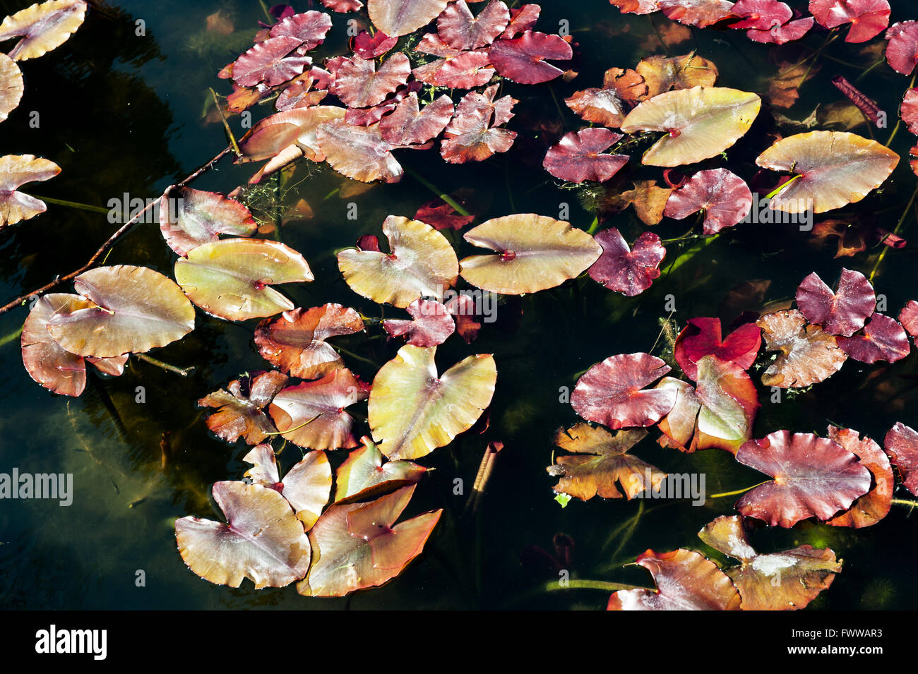 Red leaves white water lily on the water Stock Photo