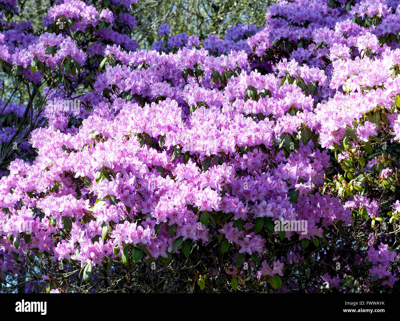 Pink Azaleas Blooming during spring time Stock Photo
