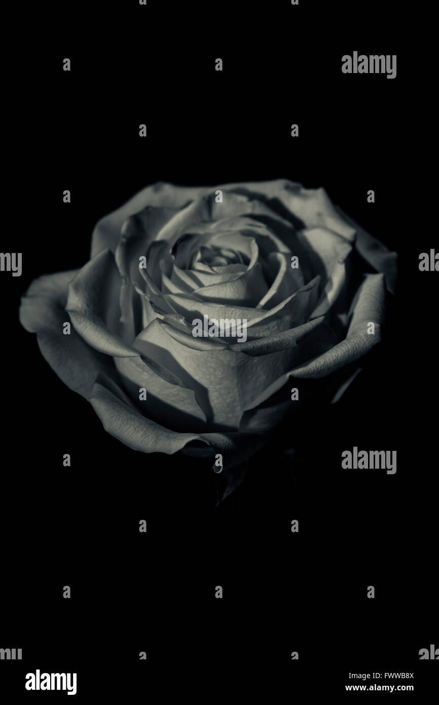 Monochrome Image of a Rose with Black Background Stock Photo