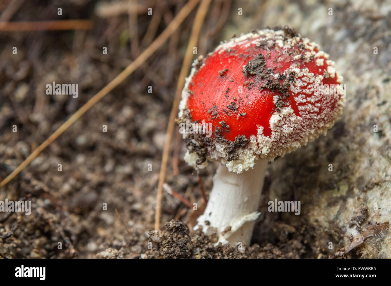 Amonite tue Mouche Stock Photo