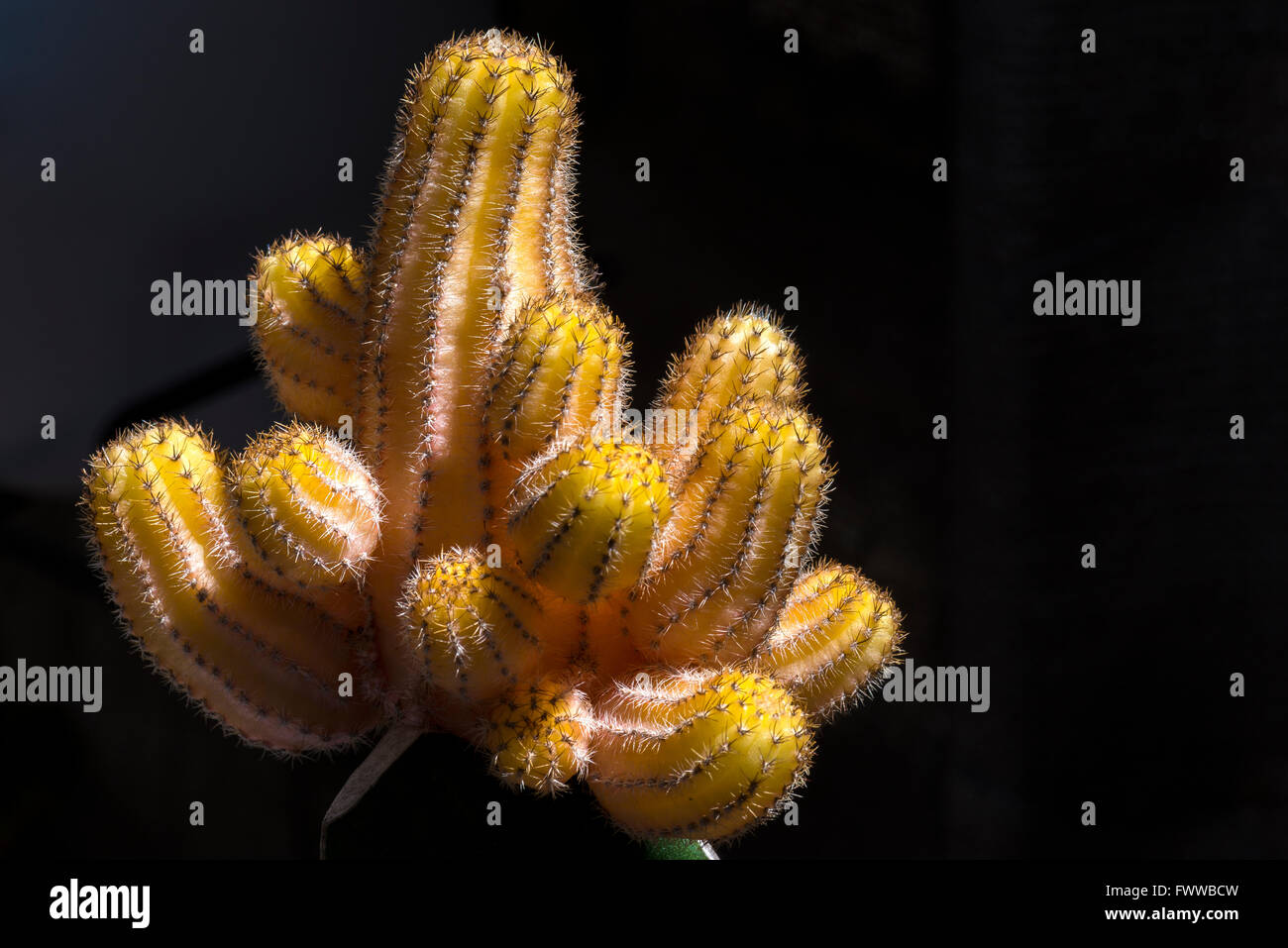 Cactus Chamaecereus Silvestrii Aurea Stock Photo
