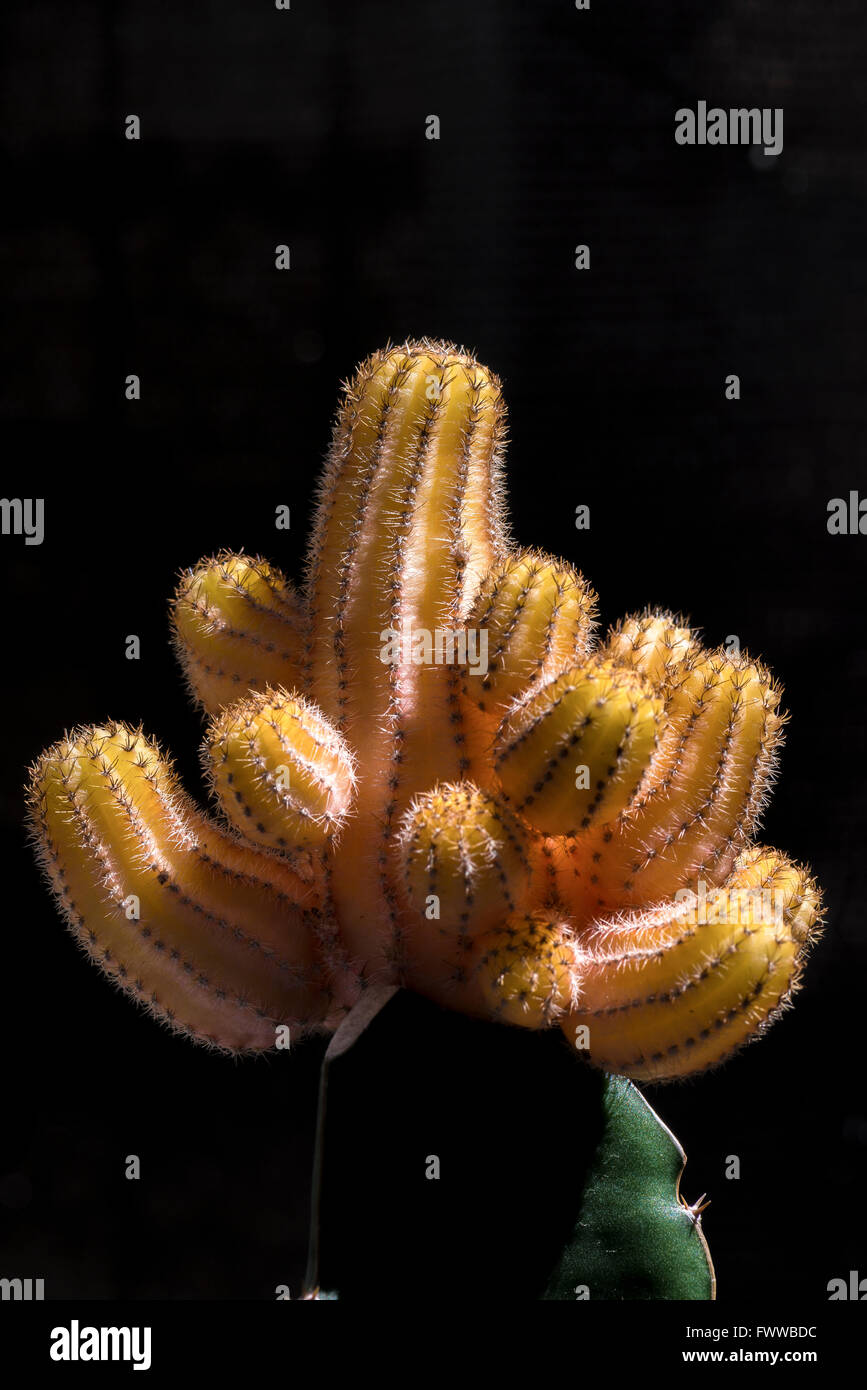 Cactus Chamaecereus Silvestrii Aurea Stock Photo