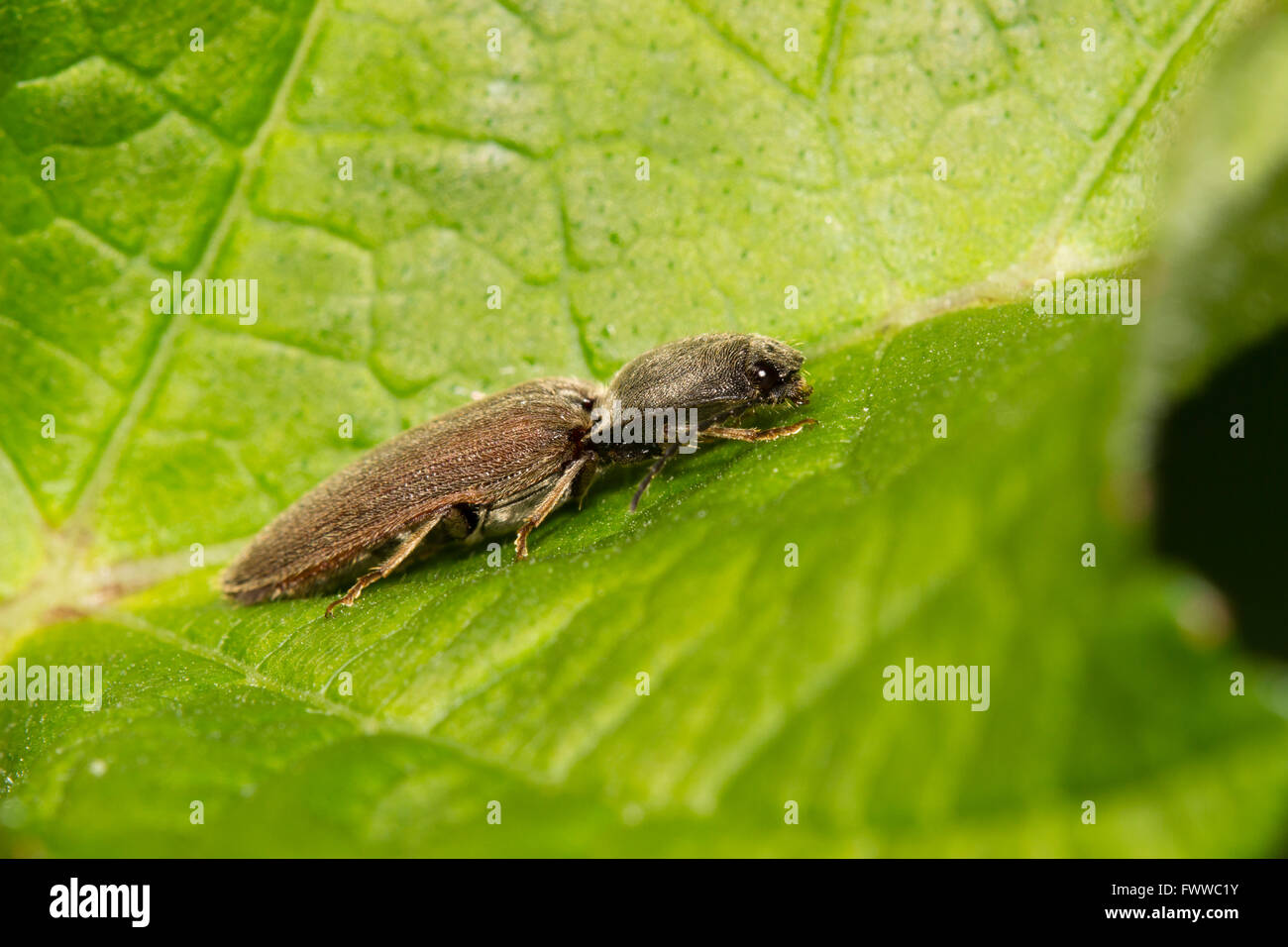 Adult click beetle, Athous haemorrhoidalis.  The wireworm larvae are an agricultural pest. Stock Photo