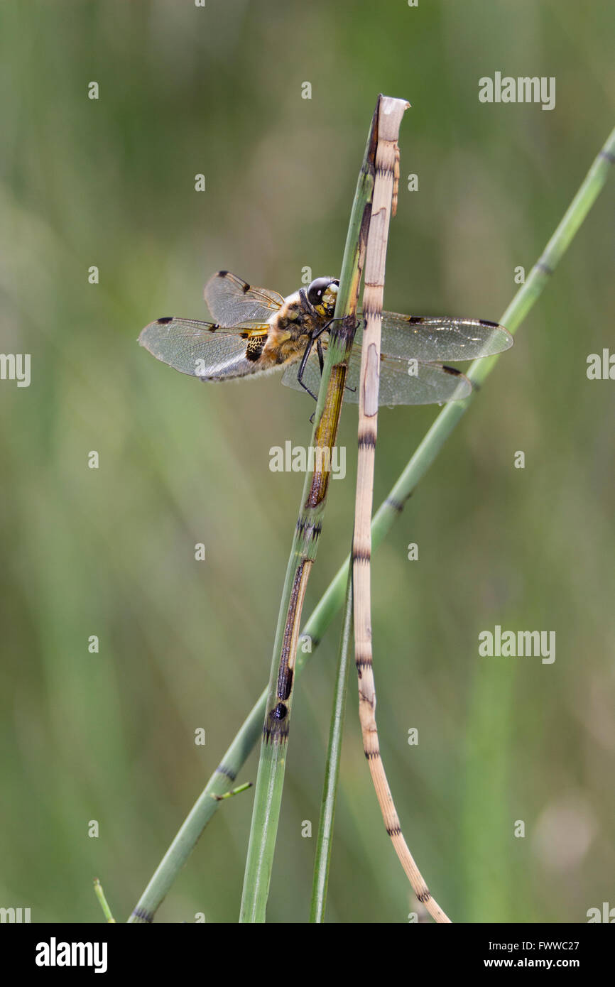 Resting on a stem emerging from a pond is a four-spotted chaser dragonfly, Libellula quadrimaculata Stock Photo