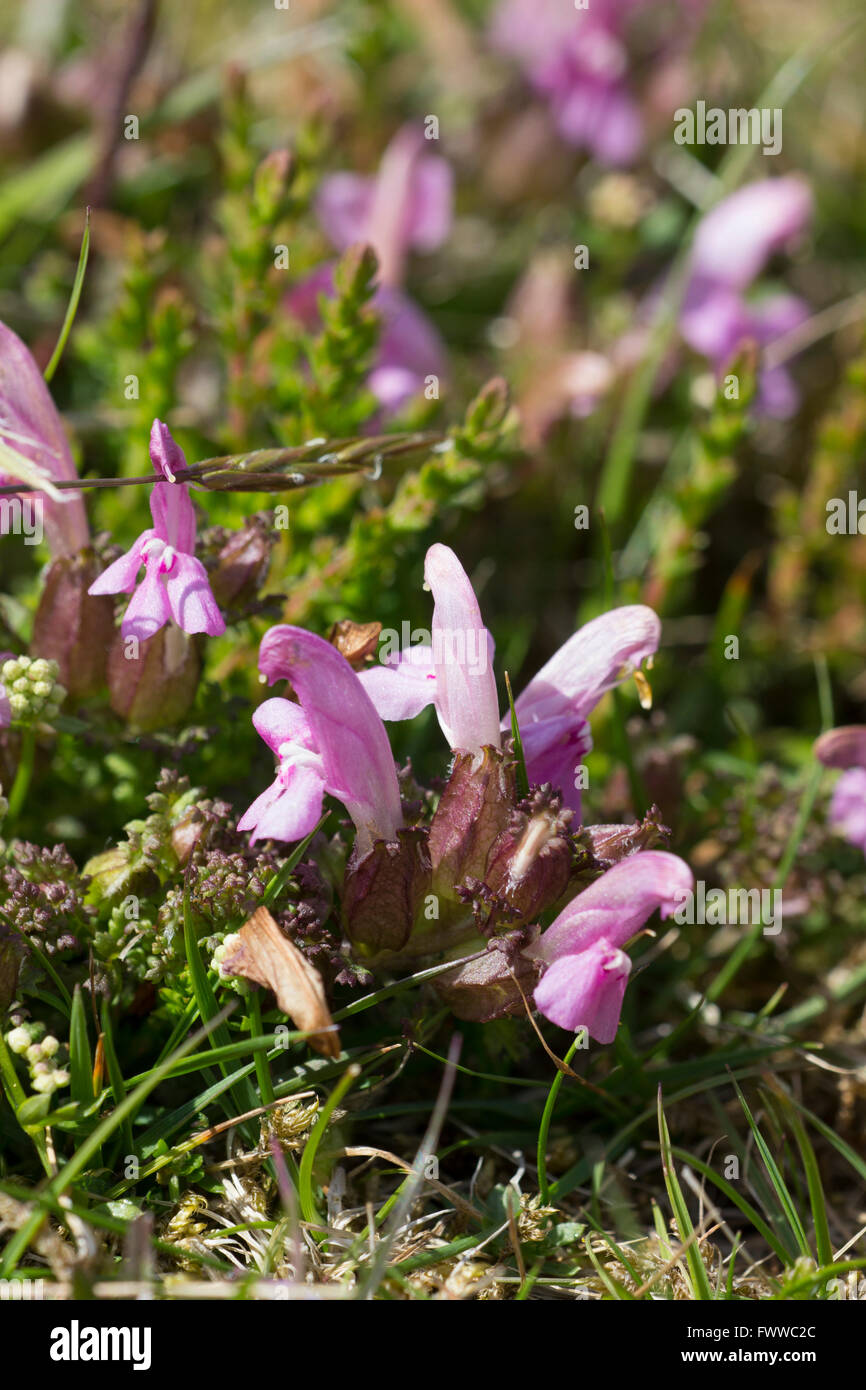 June flowers of the Lousewort, Pedicularis sylvatica, a semi parasitic species of marsh and moorland Stock Photo