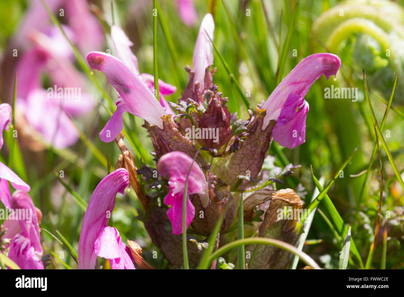 June flowers of the Lousewort, Pedicularis sylvatica, a semi parasitic species of marsh and moorland areas Stock Photo