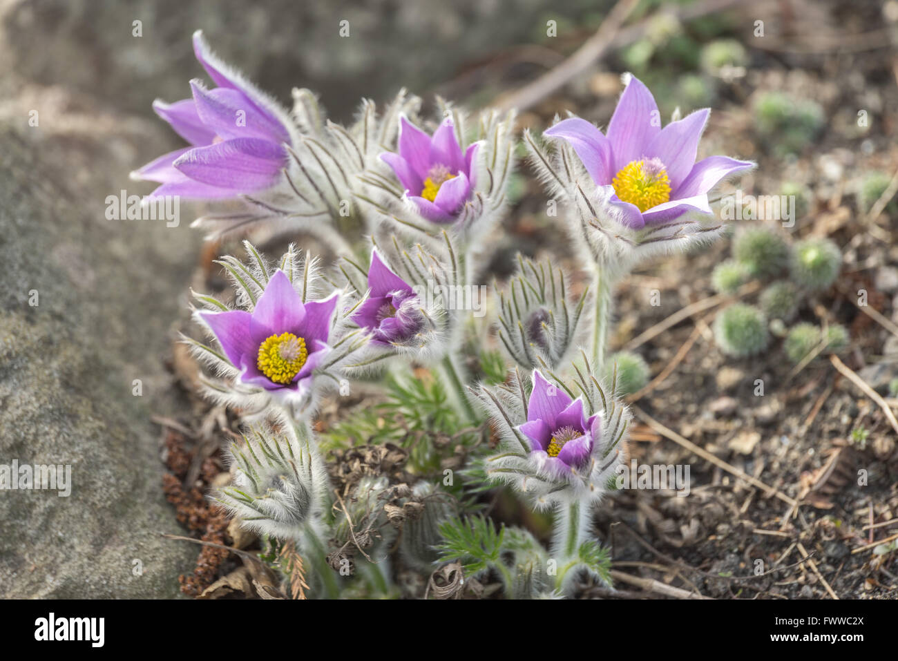 Pulsatilla vernalis spring pasqueflowers, arctic violet, lady of the snows Stock Photo
