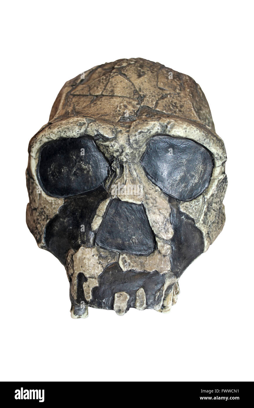 Model Homo ergaster Skull KNM-ER 3733 Stock Photo