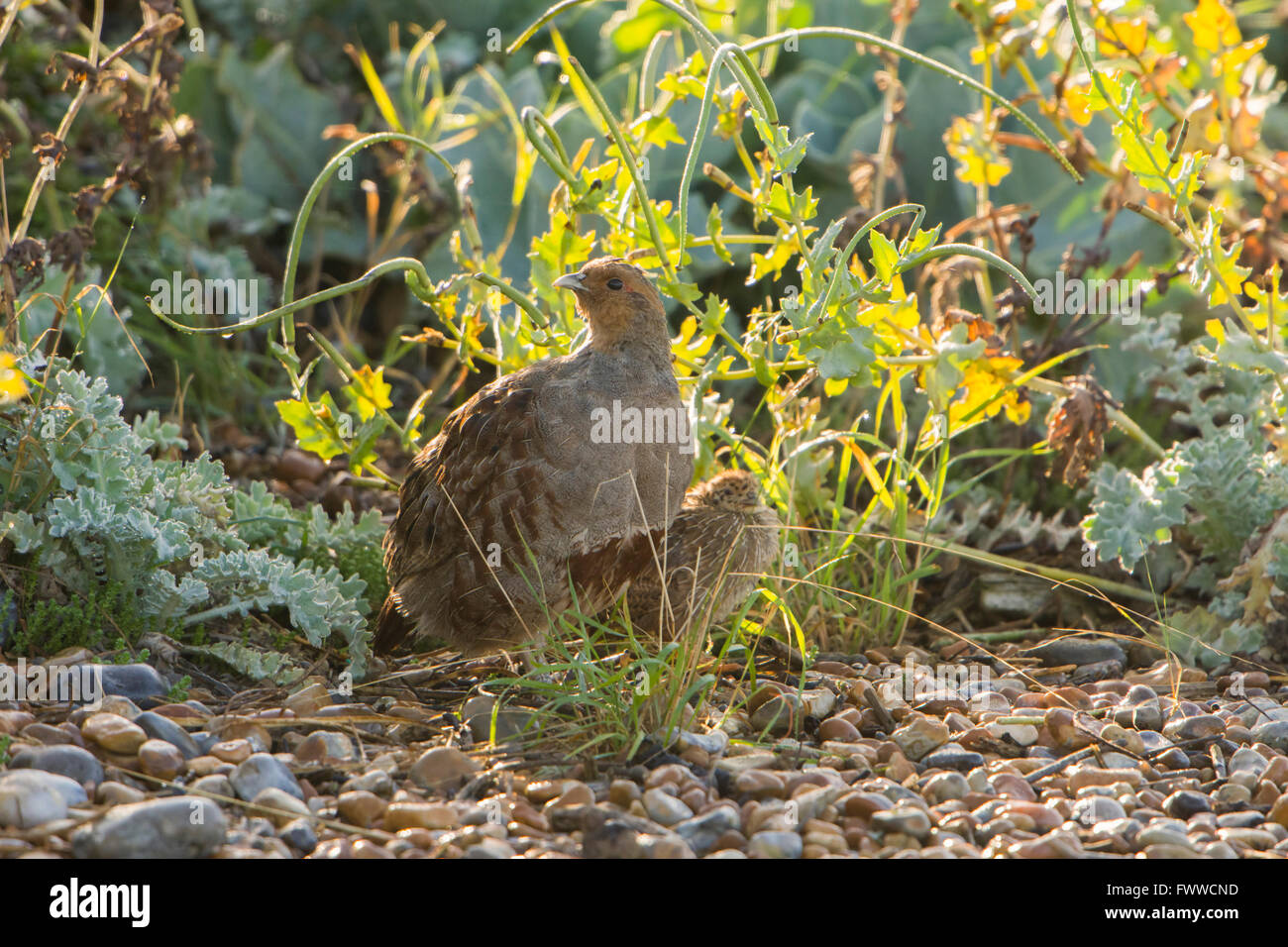 A Grey Partridge and chick amongst coastal scrub, Rye Harbour nature reserve, East Sussex, UK Stock Photo