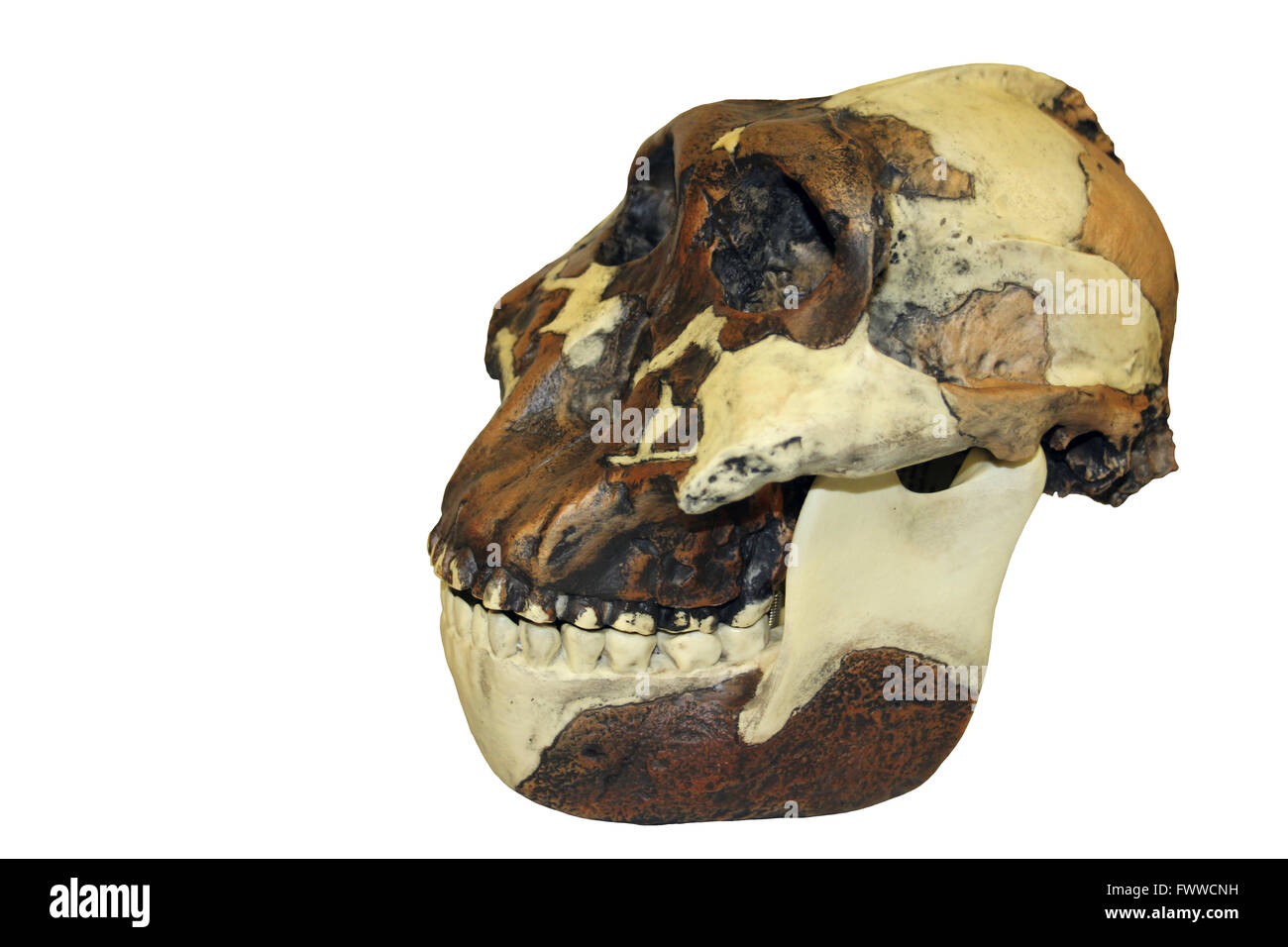 Nutcracker Man Australopithecus boisei Skull Stock Photo