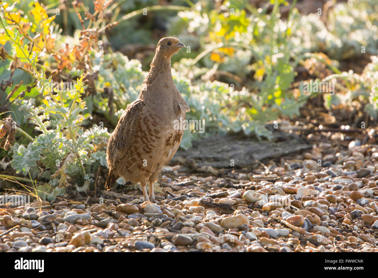 A Grey Partridge and chick amongst coastal scrub, Rye Harbour nature reserve, East Sussex, UK Stock Photo