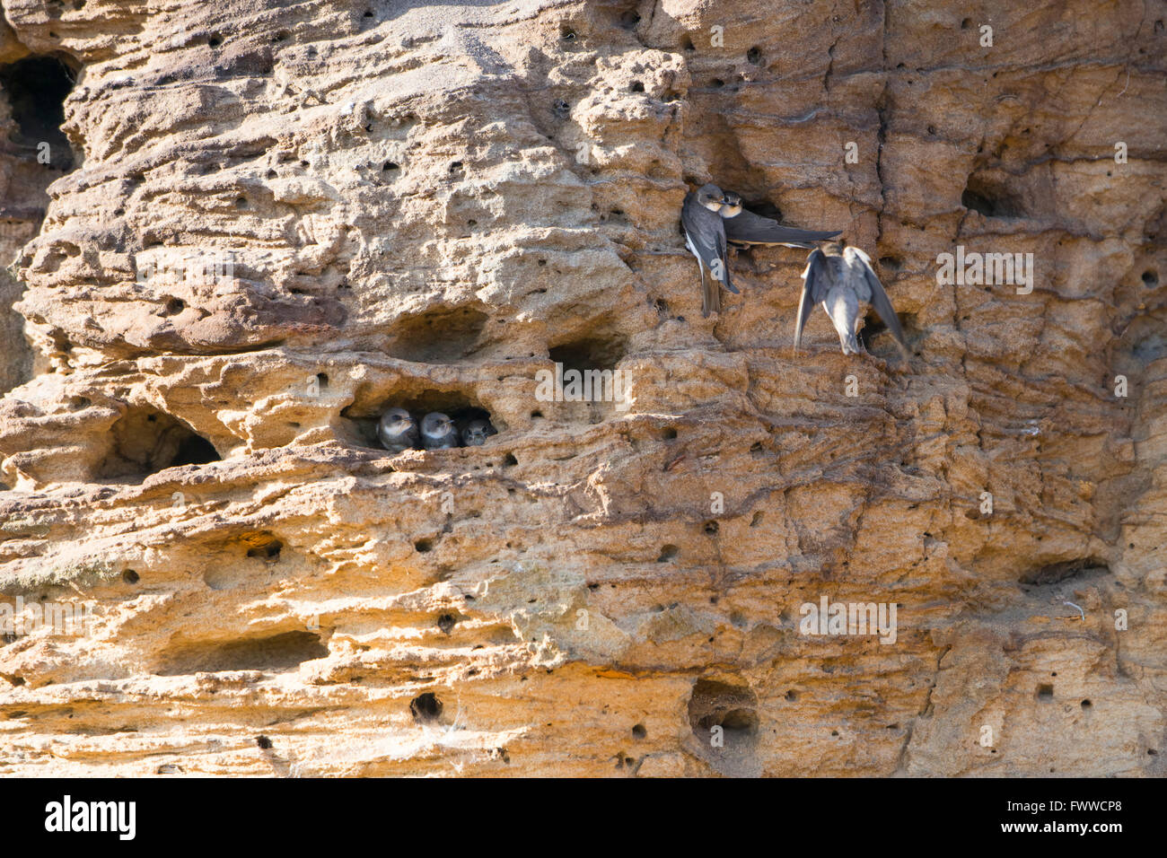 A Sand Martin nesting cliff showing both adult birds flying in and