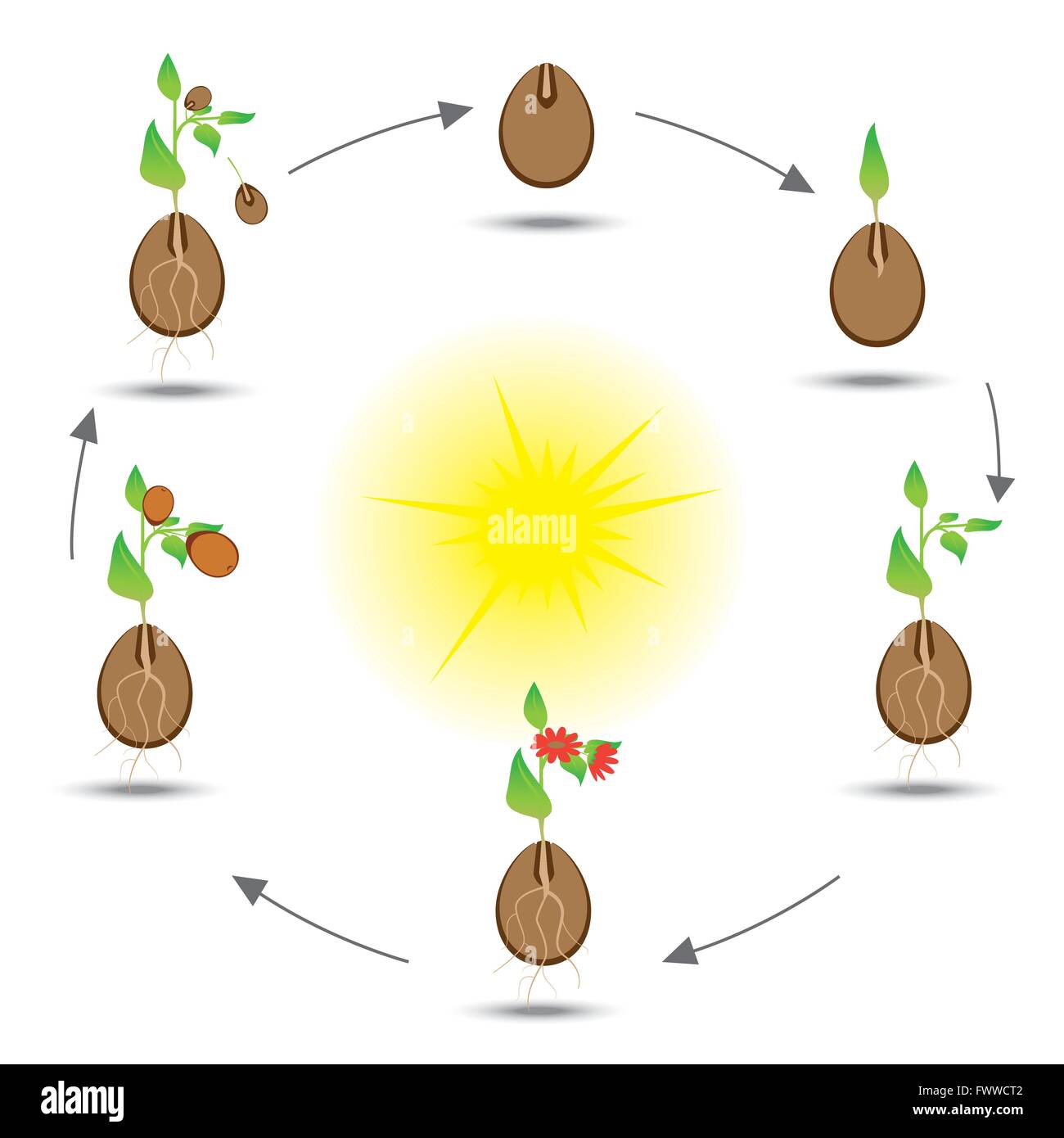 Life cycle of the plant. Stock Vector
