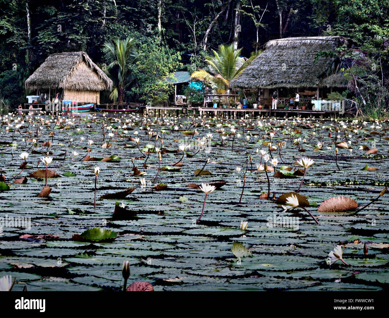 Water lilies on Rio Dulce, Guatemala, Central America Stock Photo