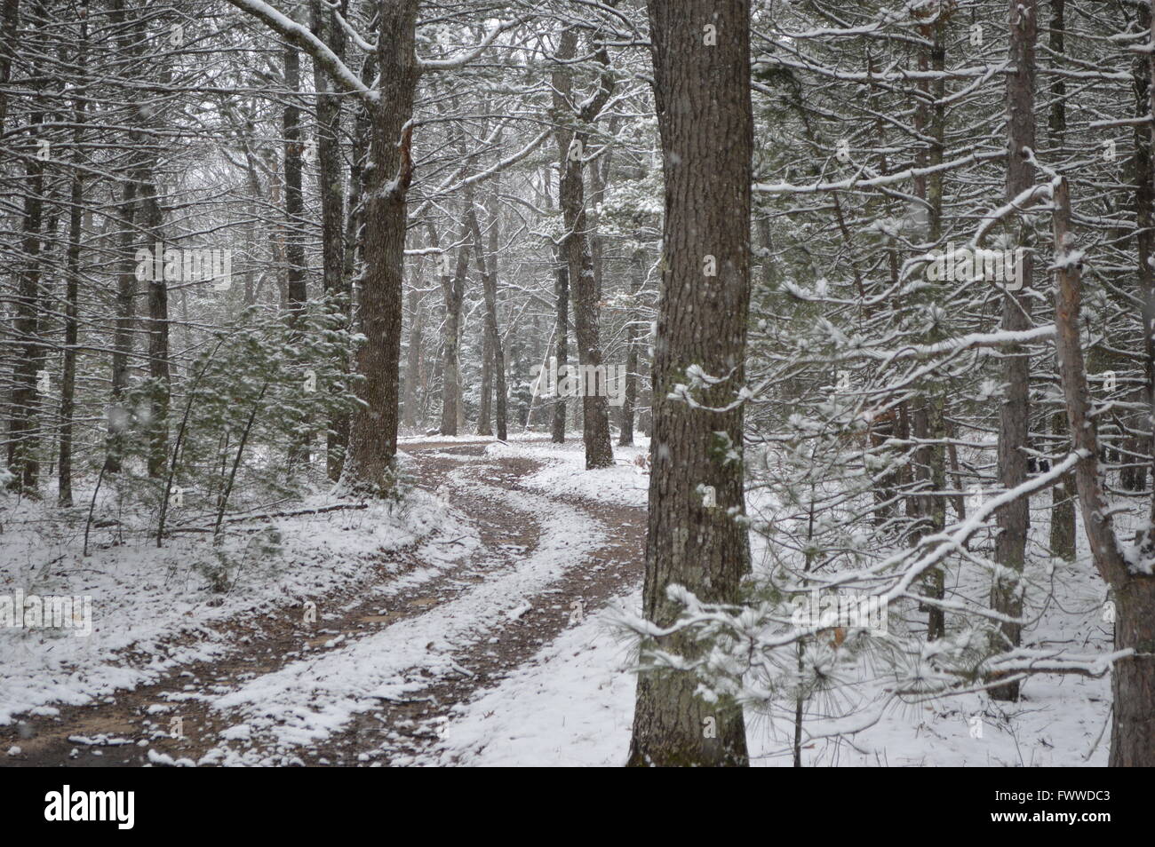 A winding trail through the woods in the winter Stock Photo Alamy