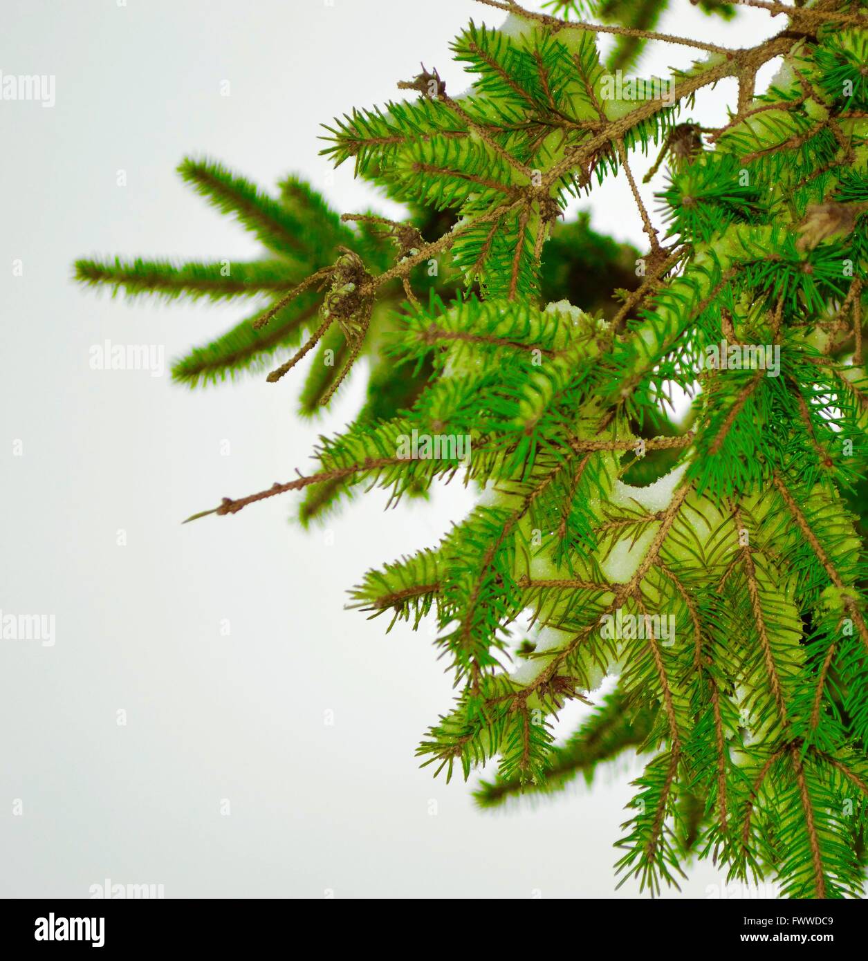 A green pine branch against a pure white sky Stock Photo - Alamy