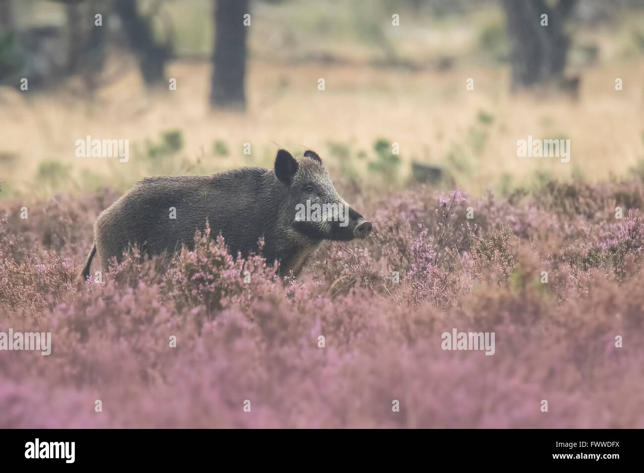 A wild boar, swine or pig (Sus scrofa) foraging in a field with purple heather blooming with a forest on the background.. Nation Stock Photo