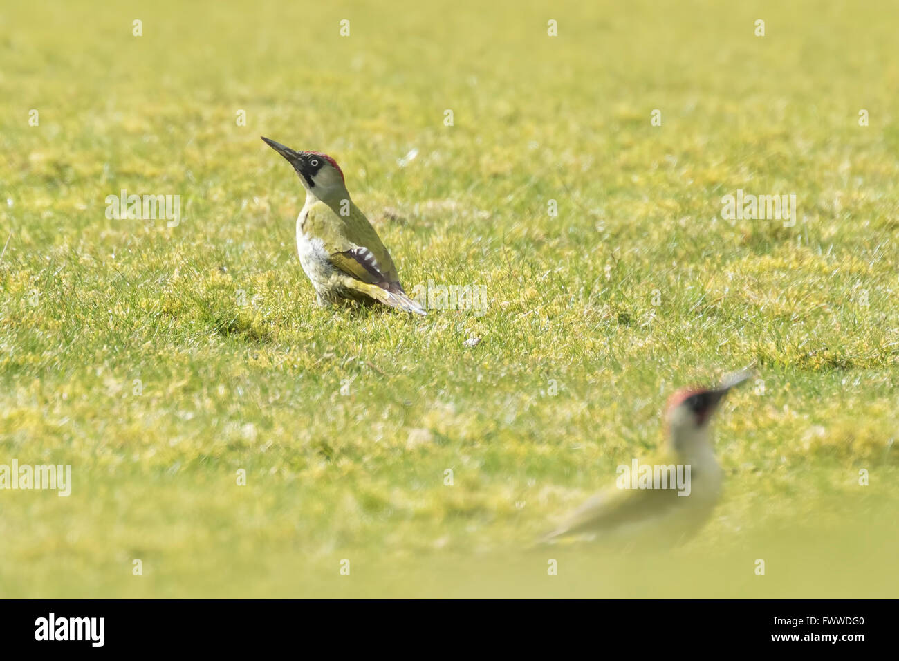 Male and female European green woodpeckers (picus viridis) foraging on a green meadow searching for insects in the grass. Stock Photo