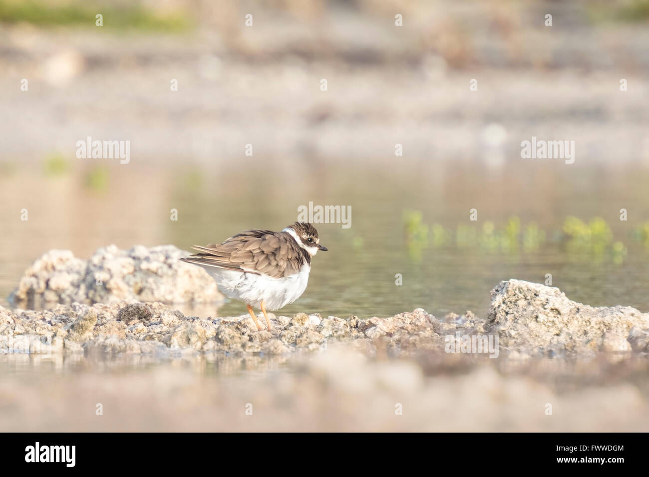 Ringed Plover (Charadrius hiaticula) polishing in a puddle of water in his own habitat Stock Photo