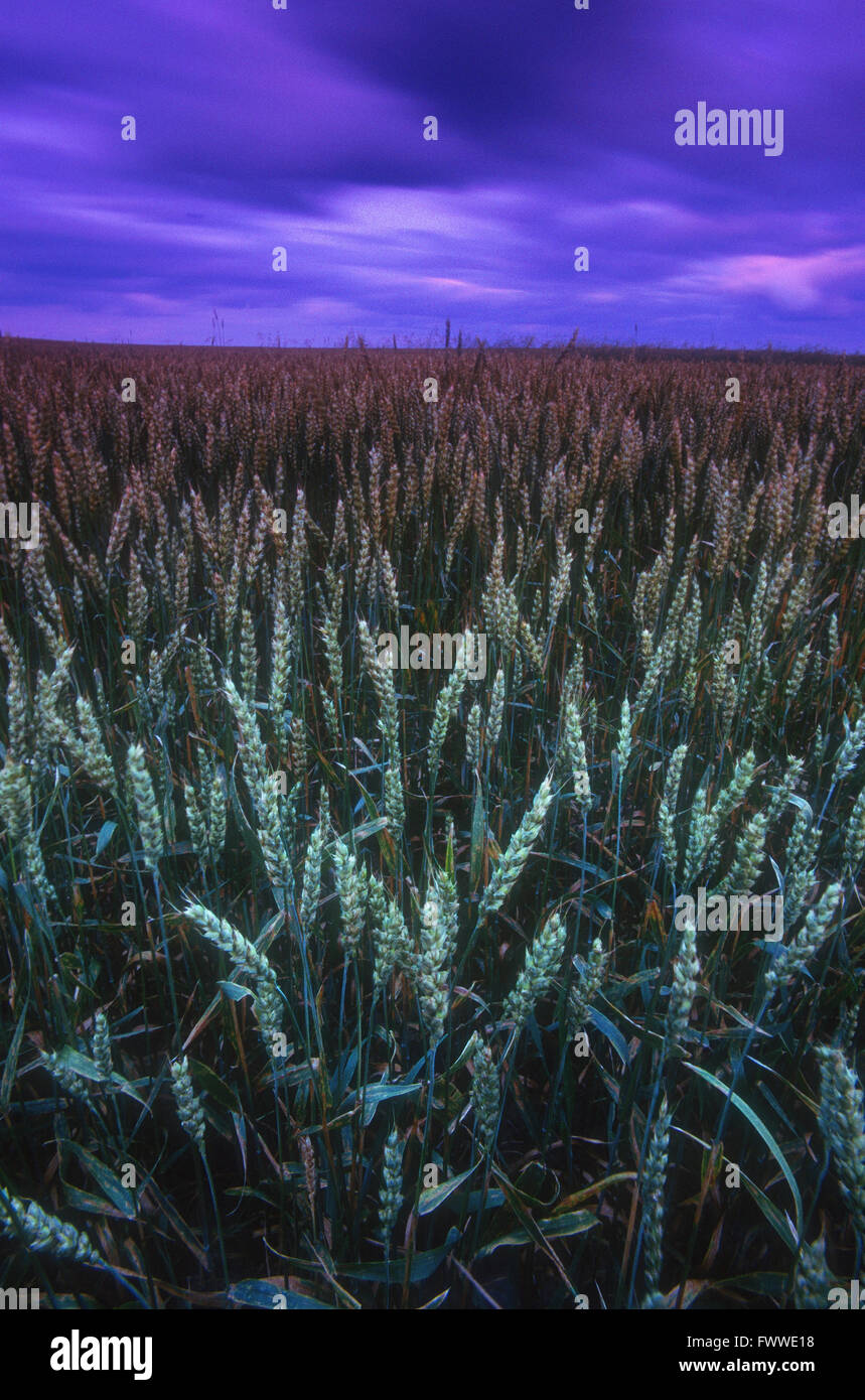 Storm Clouds over a Wheat Field, Alberta, Canada Stock Photo - Alamy