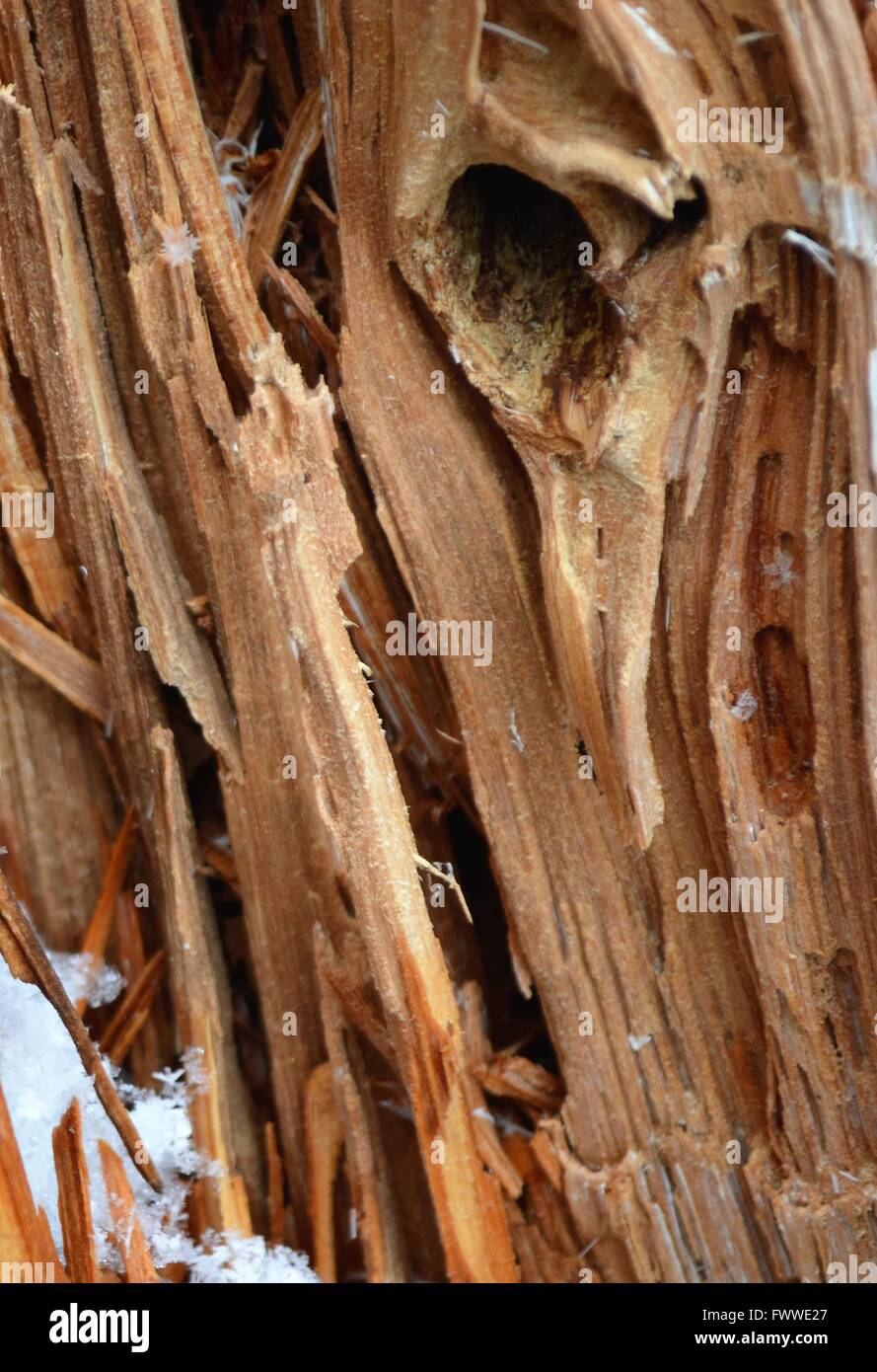 A close up of the inside of a broken tree in the winter Stock Photo - Alamy
