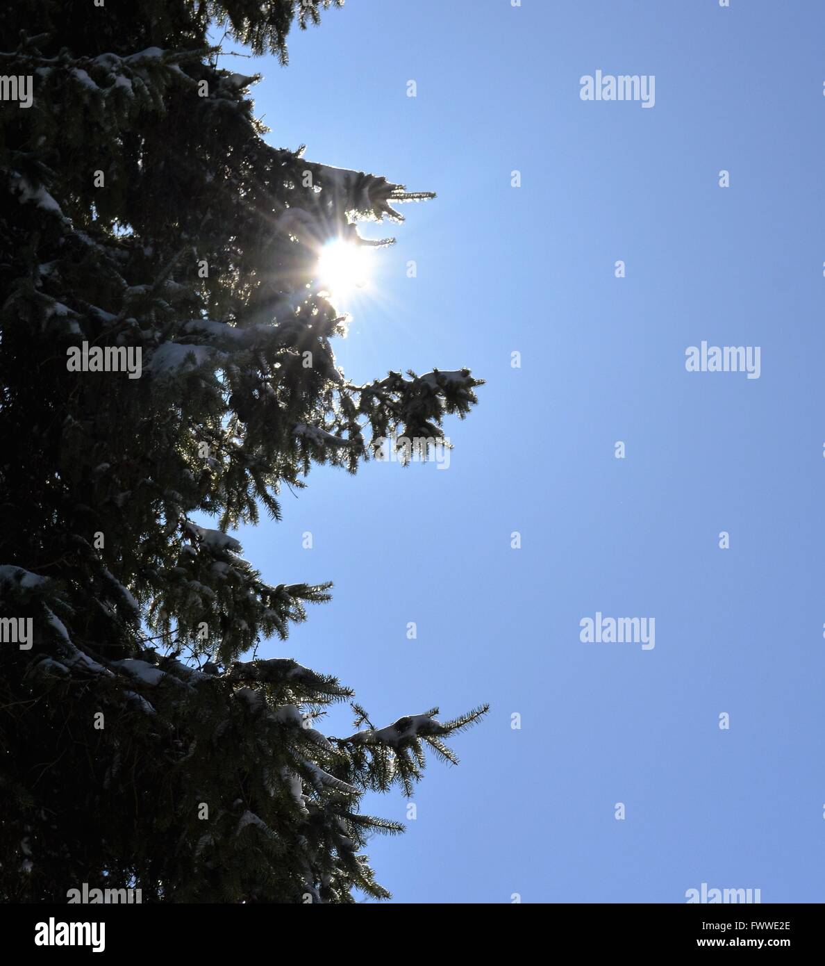 Sun coming out from behind a big old pine against a bright blue sky Stock Photo